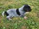 Austrailian Blue Heeler Puppies for sale in Empire, CA 95357, USA. price: $300
