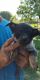 Austrailian Blue Heeler Puppies for sale in BAITING HOLLO, NY 11933, USA. price: NA