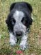 Austrailian Blue Heeler Puppies for sale in Foley, MN 56329, USA. price: $450