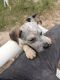 Austrailian Blue Heeler Puppies for sale in Grand Junction, CO, USA. price: $200