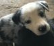 Austrailian Blue Heeler Puppies for sale in Fresno, CA, USA. price: $250