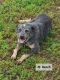 Austrailian Blue Heeler Puppies for sale in Nathalie, VA 24577, USA. price: $175
