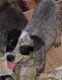 Austrailian Blue Heeler Puppies for sale in 1582 Pruner Rd, Riddle, OR 97469, USA. price: NA