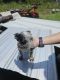 Austrailian Blue Heeler Puppies for sale in Citra, FL 32113, USA. price: NA