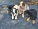 Austrailian Blue Heeler Puppies for sale in Charlotte County, VA, USA. price: $60
