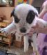 Austrailian Blue Heeler Puppies for sale in Edmonds, WA, USA. price: $300
