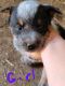 Austrailian Blue Heeler Puppies for sale in 48354 180th St, Easton, MN 56025, USA. price: $350