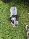 Austrailian Blue Heeler Puppies for sale in Lake City, FL, USA. price: $35,000