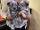 Austrailian Blue Heeler Puppies for sale in Redding, CA, USA. price: $300
