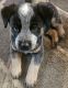 Austrailian Blue Heeler Puppies for sale in Post Falls, ID 83854, USA. price: $400