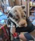 Austrailian Blue Heeler Puppies for sale in Crocker, MO 65452, USA. price: NA