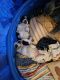 Austrailian Blue Heeler Puppies for sale in Antioch, Nashville, TN, USA. price: NA