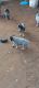 Austrailian Blue Heeler Puppies for sale in Riverside, California. price: $250