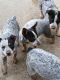 Austrailian Blue Heeler Puppies for sale in Riverside, California. price: $200