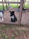 Austrailian Blue Heeler Puppies for sale in Ponca City, Oklahoma. price: $150