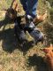Austrailian Blue Heeler Puppies for sale in Hillsboro, OH 45133, USA. price: NA