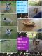 Austrailian Blue Heeler Puppies for sale in Menomonie, WI 54751, USA. price: NA