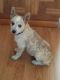 Austrailian Blue Heeler Puppies for sale in Peyton, CO 80831, USA. price: NA