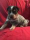 Austrailian Blue Heeler Puppies for sale in Waller, TX 77484, USA. price: $300