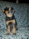 Austrailian Blue Heeler Puppies for sale in Grafton, OH, USA. price: $450