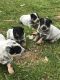 Austrailian Blue Heeler Puppies for sale in Columbus, IN, USA. price: $550