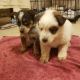 Austrailian Blue Heeler Puppies for sale in Tucson, AZ, USA. price: $300
