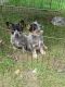 Austrailian Blue Heeler Puppies for sale in McDonough, NY 13801, USA. price: NA