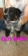 Austrailian Blue Heeler Puppies for sale in Smithshire, IL 61478, USA. price: NA