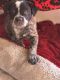 Austrailian Blue Heeler Puppies for sale in Boise, ID, USA. price: NA