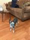 Austrailian Blue Heeler Puppies for sale in Tallahassee, FL, USA. price: NA
