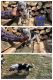 Austrailian Blue Heeler Puppies