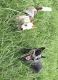 Austrailian Blue Heeler Puppies for sale in New Boston, MO 63557, USA. price: NA