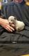 Austrailian Blue Heeler Puppies for sale in Broken Bow, OK 74728, USA. price: $300