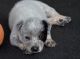 Austrailian Blue Heeler Puppies for sale in Vista, CA 92083, USA. price: NA