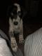 Austrailian Blue Heeler Puppies for sale in Grand Junction, CO, USA. price: $200