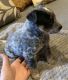 Austrailian Blue Heeler Puppies for sale in Indianapolis, IN, USA. price: $350