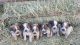 Austrailian Blue Heeler Puppies for sale in Thompson Falls, MT 59873, USA. price: $125