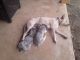 Austrailian Blue Heeler Puppies for sale in Pilot Point, TX 76258, USA. price: $250
