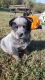 Austrailian Blue Heeler Puppies for sale in Gordonsville, TN 38563, USA. price: NA