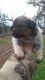 Austrailian Blue Heeler Puppies for sale in Concord, VA 24538, USA. price: $25