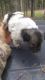 Austrailian Blue Heeler Puppies for sale in Concord, VA 24538, USA. price: NA