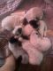 Austrailian Blue Heeler Puppies for sale in Antioch, Nashville, TN 37013, USA. price: $200