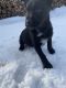 Austrailian Blue Heeler Puppies for sale in 34W880 Army Trail Rd, St. Charles, IL 60174, USA. price: NA