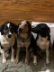 Austrailian Blue Heeler Puppies for sale in Jacksonville, TX 75766, USA. price: NA