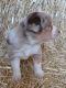 Austrailian Blue Heeler Puppies for sale in 764 Upper Rattlesnake Rd, Arbon, ID 83212, USA. price: $125