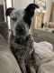 Austrailian Blue Heeler Puppies for sale in Conroe, TX, USA. price: NA