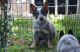 Austrailian Blue Heeler Puppies for sale in Los Angeles, CA, USA. price: $850