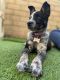 Austrailian Blue Heeler Puppies for sale in Lakeside, CA, USA. price: NA