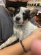 Austrailian Blue Heeler Puppies for sale in Lakewood, CA, USA. price: NA