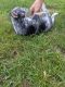 Austrailian Blue Heeler Puppies for sale in Piqua, OH 45356, USA. price: $550